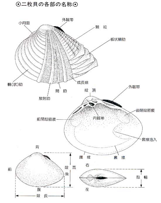 部位名称図