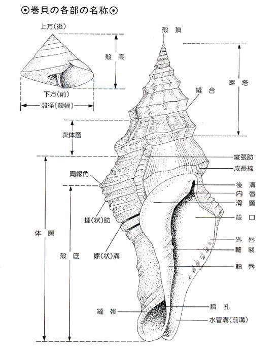 部位名称図